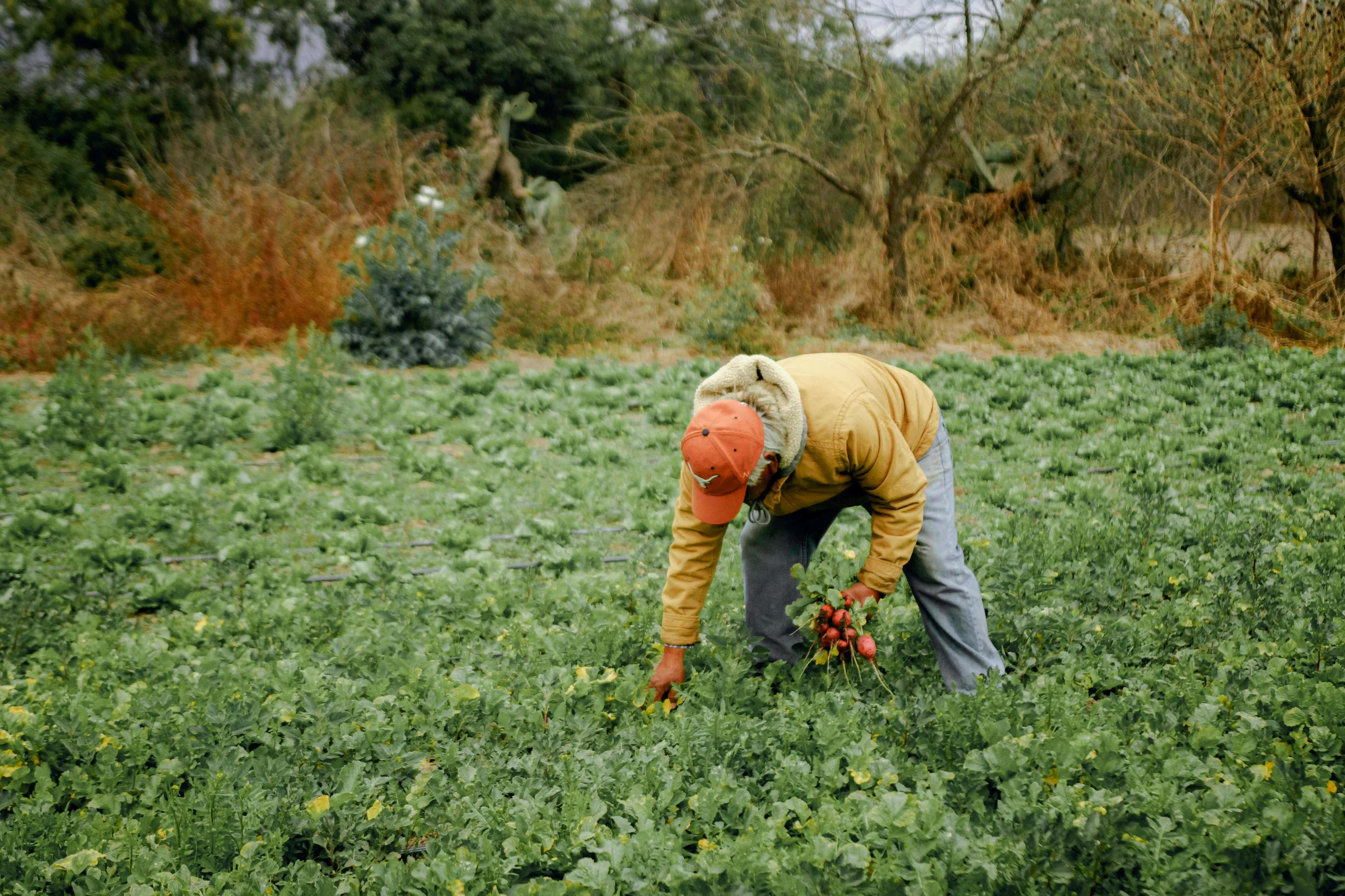 Wholesale Beans Distribution