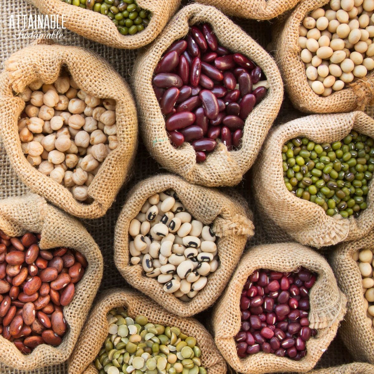 Premium Beans Trading