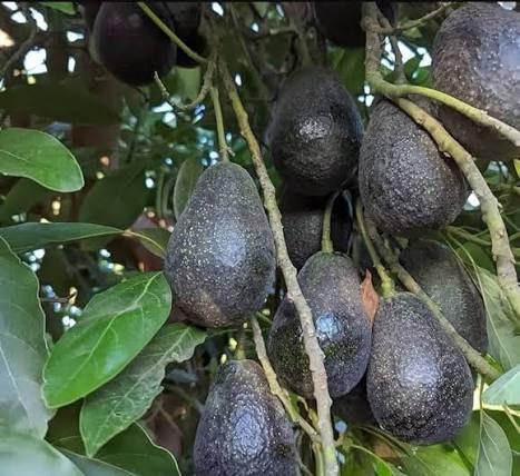 Avocado